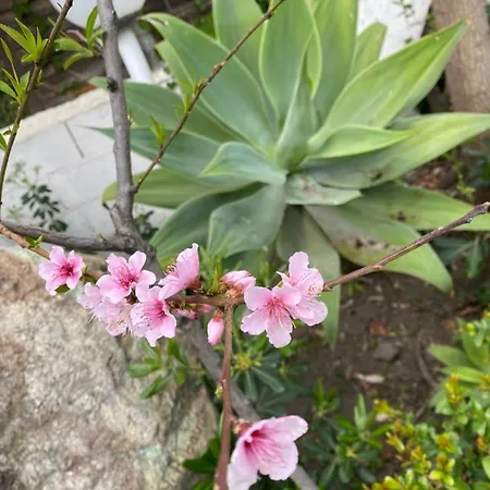 拉弗斯塔斯库拉露营地 营地 SantʼAlessio Siculo